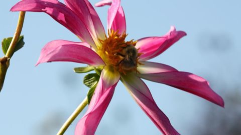 Les fleurs installées en ville, si elles sont esthétiques, ne sont pas toutes attractives pour les insectes pollinisateurs. ©L. Hespel